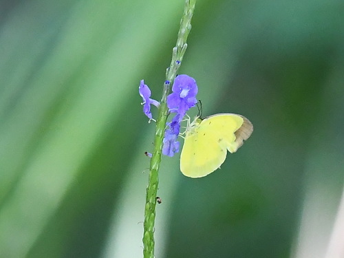 Common Grass Yellow