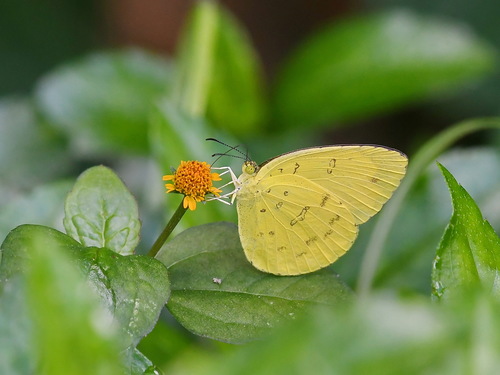 Three-spotted Grass Yellow