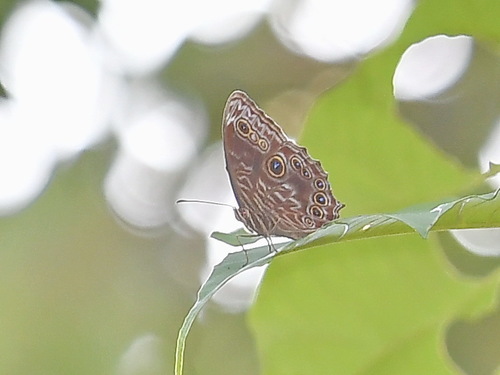 Ptychandra leytensis