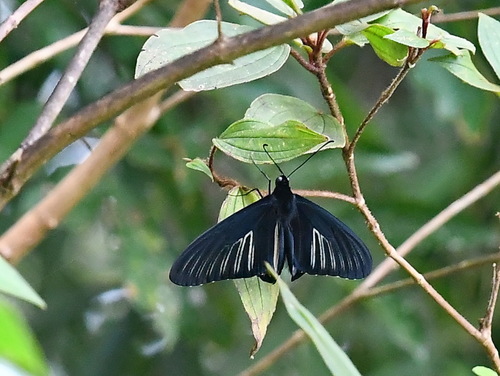Golden Birdwing