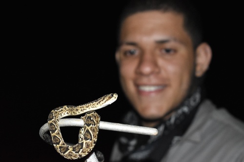 Neotropical Rattlesnake