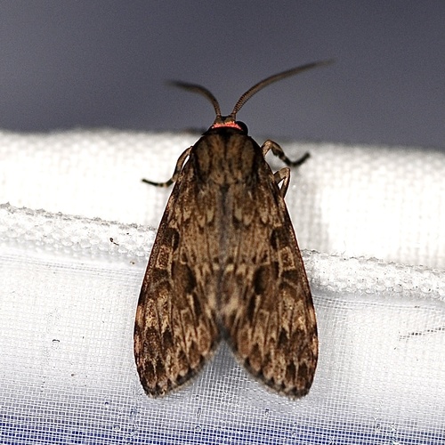 Eucereon dentatum