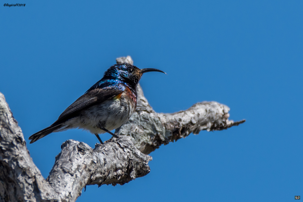 Oustalet's Sunbird photo