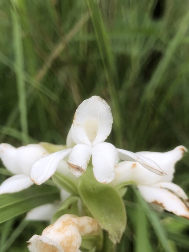 Orchidaceae image