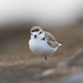 White-faced Plover - Photo (c) Mike Hooper, all rights reserved, uploaded by Mike Hooper