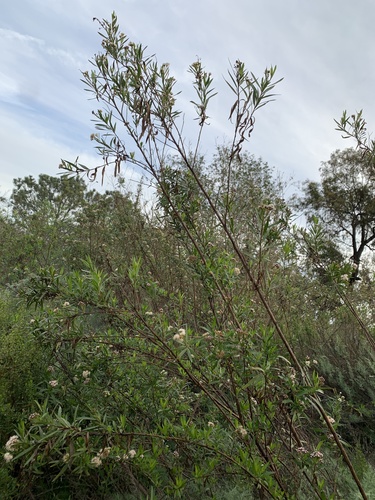 iNaturalist observation photo of mule fat