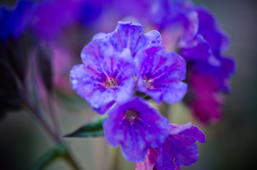 Hairy Lungwort