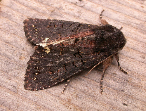Melanchra assimilis Morrison, 1874
