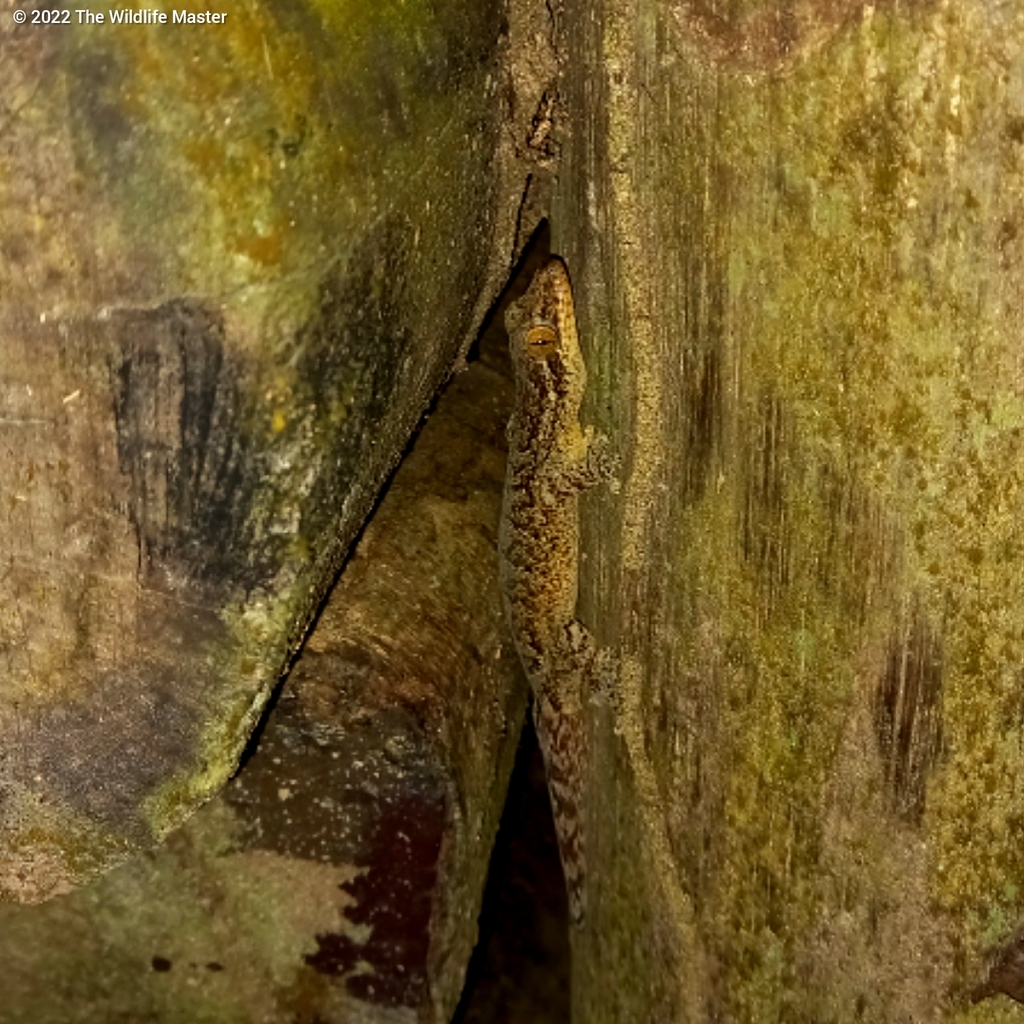 Northern Turniptail Gecko from Sangre Grande Regional Corporation ...