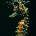 Observation photo