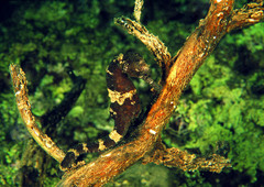 Hippocampus fuscus
