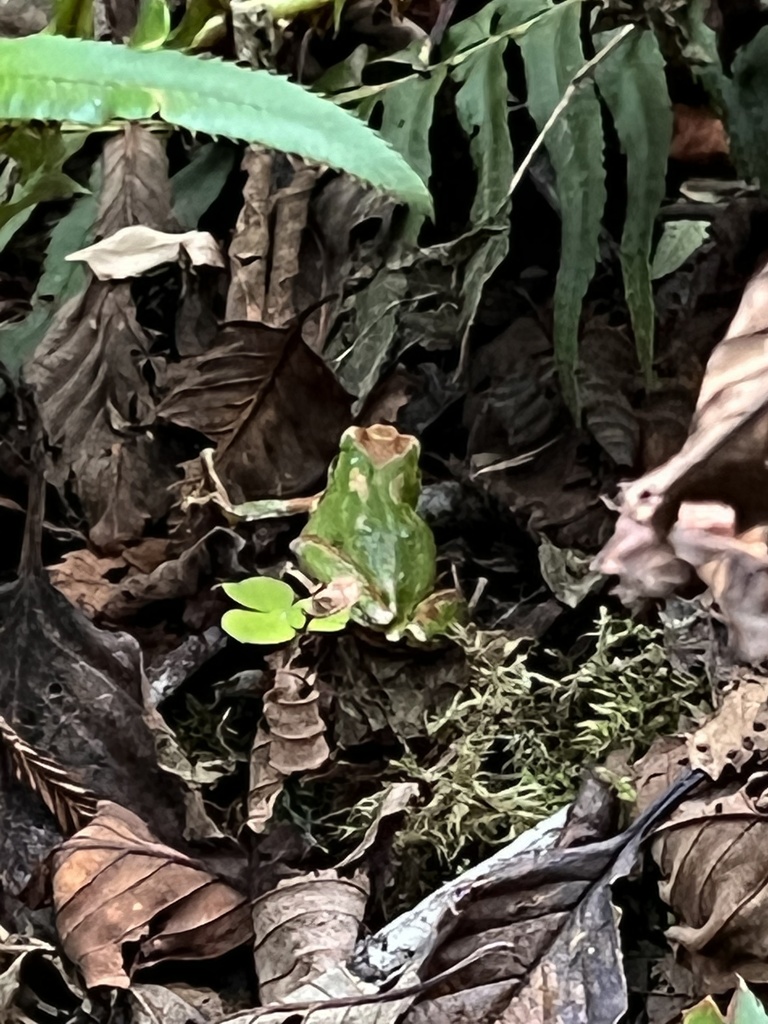 Sierran Tree Frog from Redwood National Park, Humboldt County, US-CA ...