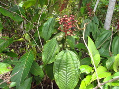 Tococa guianensis image