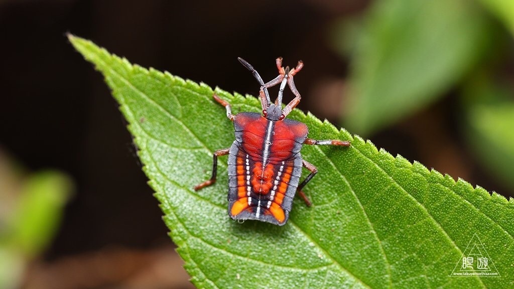 Lymph Bug Insect Lychee Stink Bug from 東涌, , 香港, HK on May 3, 2018 at 10:30 AM by Takuya ...