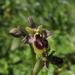 Ophrys × grampinii - Photo (c) Marco Pezzotta, all rights reserved, uploaded by Marco Pezzotta