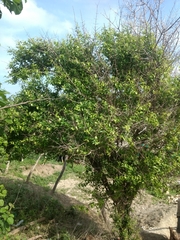 Image of Prunus avium