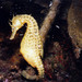 Observation photo