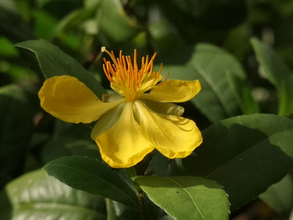 Ochna thomasiana (Ochna thomasiana)