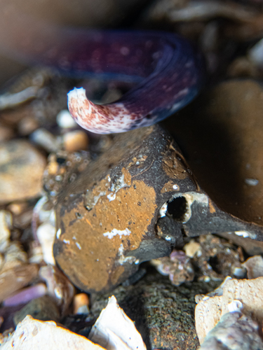 Cerebratulus albifrons