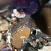 Cerebratulus albifrons - Photo (c) Michael Patrick Yoon, all rights reserved, uploaded by Michael Patrick Yoon