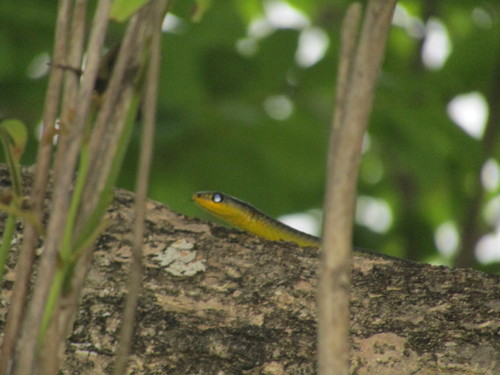 Common Tree Snake sighting