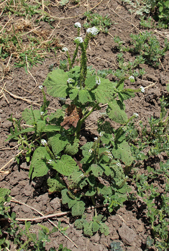 Indian Heliotrope