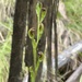 Pterostylis multiflora - Photo (c) Ryan P. O'Donnell, todos os direitos reservados, uploaded by Ryan P. O'Donnell