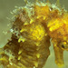 Observation photo