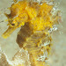 Observation photo