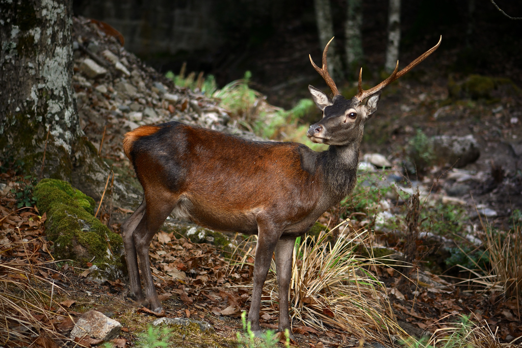Corsican and Atlas Red Deer (Subspecies Cervus elaphus corsicanus) ·  iNaturalist United Kingdom