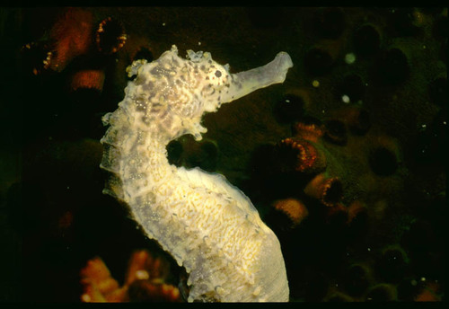 Caballito de Mar Cola de Tigre - Photo (c) seahorses_of_the_world, todos los derechos reservados, subido por seahorses_of_the_world