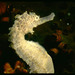 Hippocampus comes - Photo (c) seahorses_of_the_world, כל הזכויות שמורות, הועלה על ידי seahorses_of_the_world