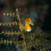 Observation photo