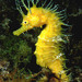 Observation photo