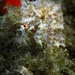 Observation photo