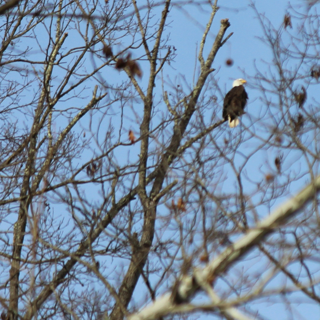 Bald Eagle from 160 Jackson Mill Rd, Weston, WV 26452, USA on February