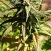 Cannabis sativa sativa - Photo (c) Jade Xann, todos os direitos reservados, uploaded by Jade Xann