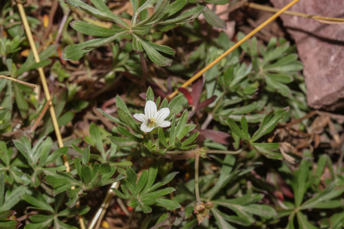 Geranium ayavacense