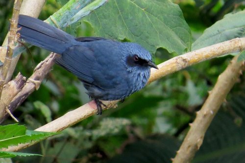 Blue Mockingbird