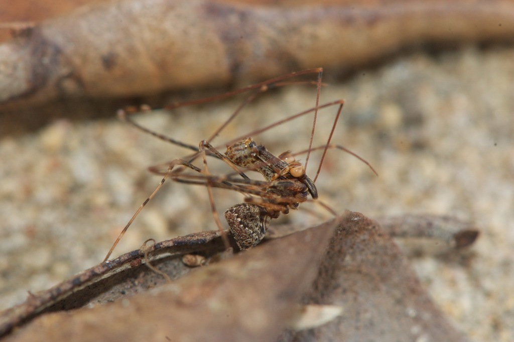 Eriauchenus workmani from Analamanga, Madagascar on November 26, 2010 ...