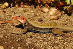 St. Christopher Ameiva