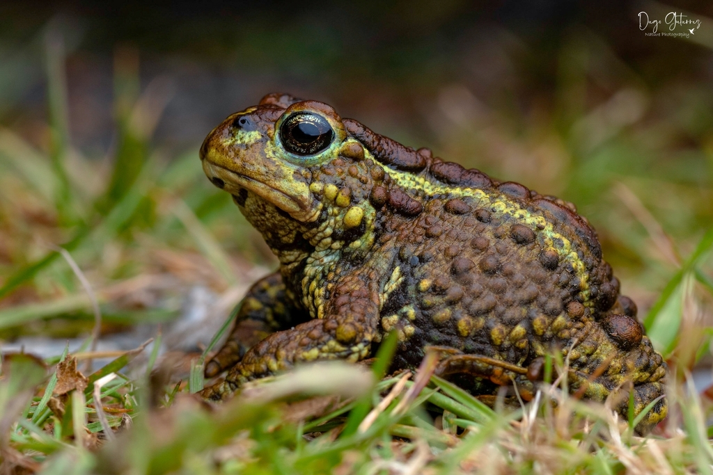 Eden Harbour Toad From Villa O'higgins On January 18, 2022 At 08:08 Am 