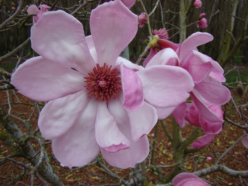 Magnolia sprengeri · iNaturalist Panamá