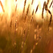 Grasses - Photo (c) Cameron Hartley, all rights reserved, uploaded by Cameron Hartley