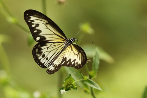 Subspecies Ideopsis gaura canlaonii · iNaturalist