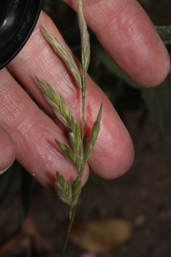 Bromus lanatus