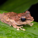 Chasen's Frilled Tree Frog - Photo (c) Roy Kittrell, all rights reserved, uploaded by Roy Kittrell