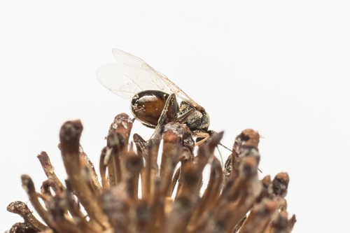 Hedgehog Gall Wasp
