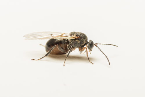 Hedgehog Gall Wasp