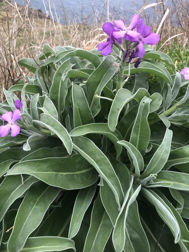 Matthiola maderensis
